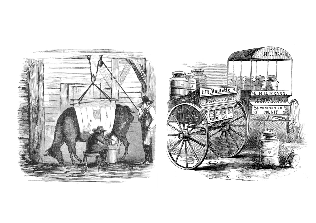 New York campaign against swill milk, Leslie 1858