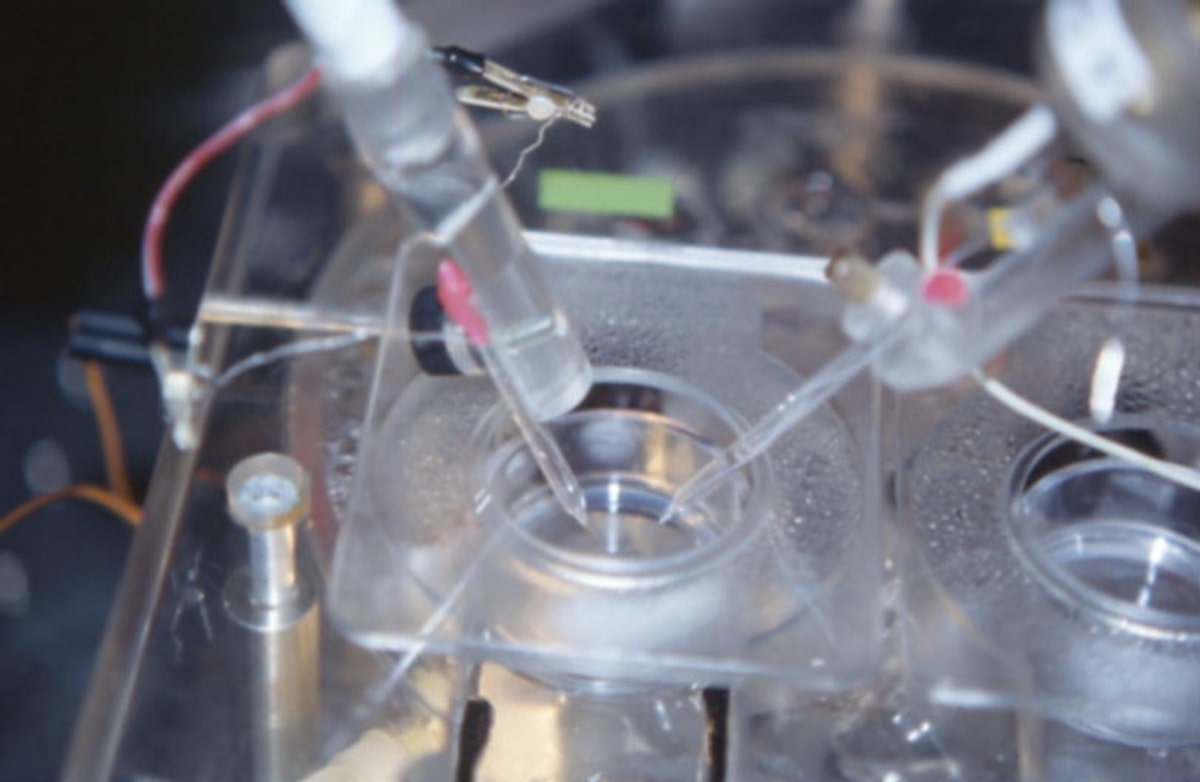 Research: Micro-electrode in slice culture